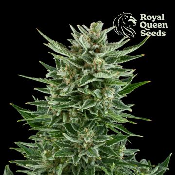 Easy Bud Autoflower (Royal Queen Seeds) 5 Samen