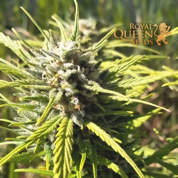 Royal Dwarf Autoflower (Royal Queen Seeds) 5 Samen