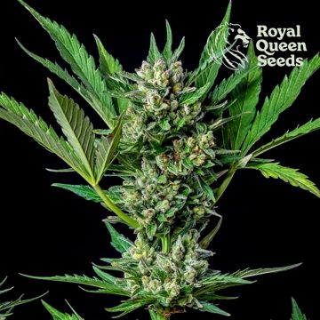 Royal Dwarf Autoflower (Royal Queen Seeds) 5 Samen