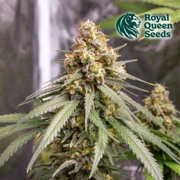 Shining Silver Haze (Royal Queen Seeds) 5 Samen