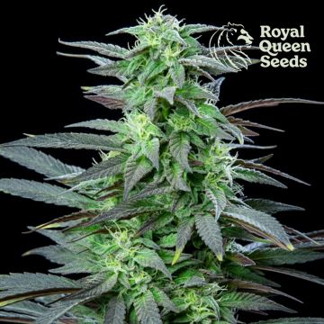 Skunk XL (Royal Queen Seeds) 5 Samen