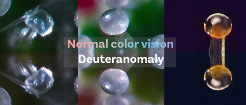 Der Unterschied zwischen normalem Farbsehen und Deuteranomalie, einer häufigen Form der Farbenblindheit, bei den Trichomen einer Cannabispflanze.
