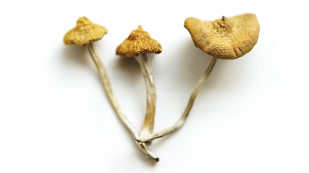 3 getrocknete <em>Psilocybe azurescens</em>