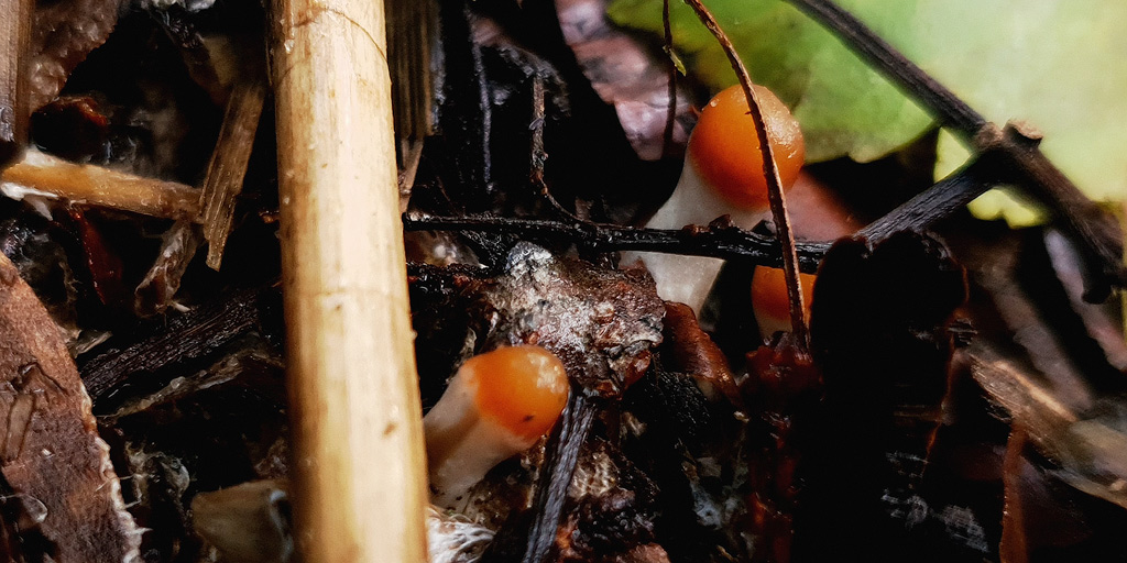 Junge Psilocybe azurescens Pilze brechen aus dem Boden.