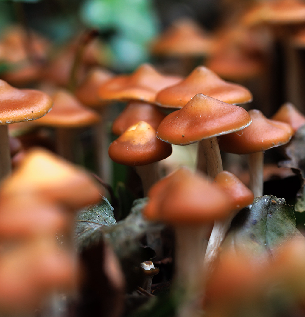 Eine große Gruppe von Psilocybe azurescens Pilzen zusammen im Waldboden.