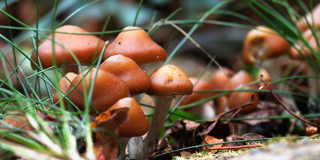 Psilocybe azurescens wächst zwischen Gras und Efeu.