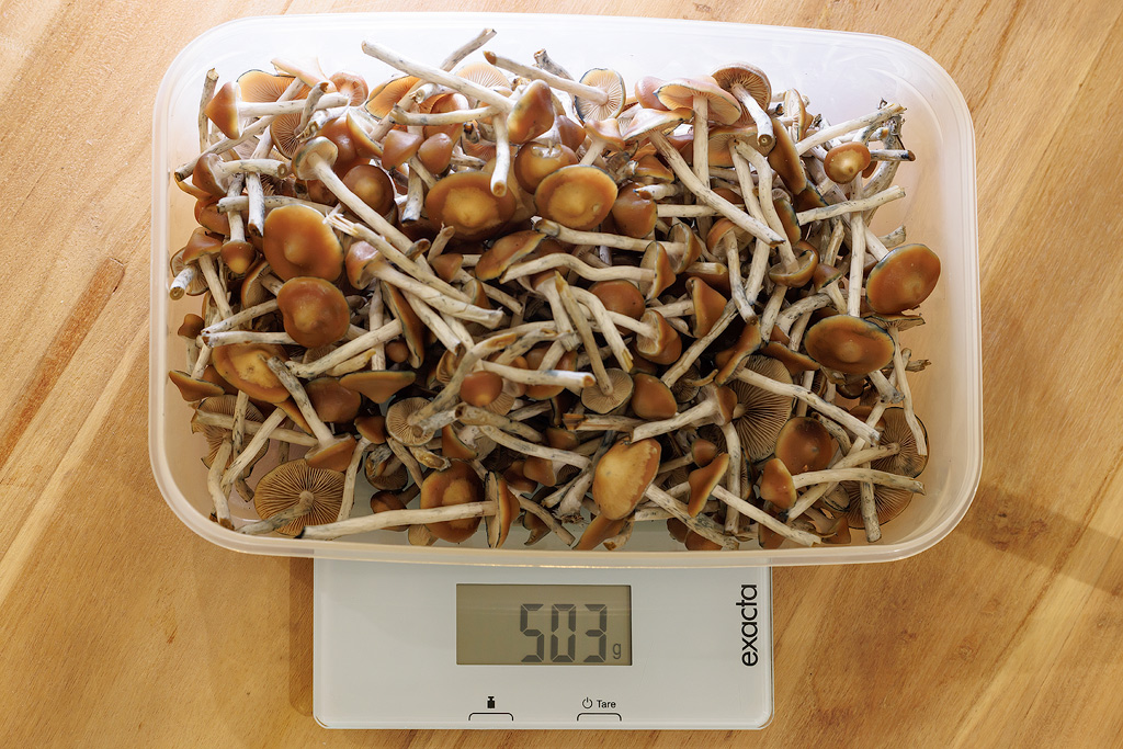 Eine Schale mit 503 Gramm Ertrag von einer Ernte frischer Psilocybe azurescens auf einer Waage.