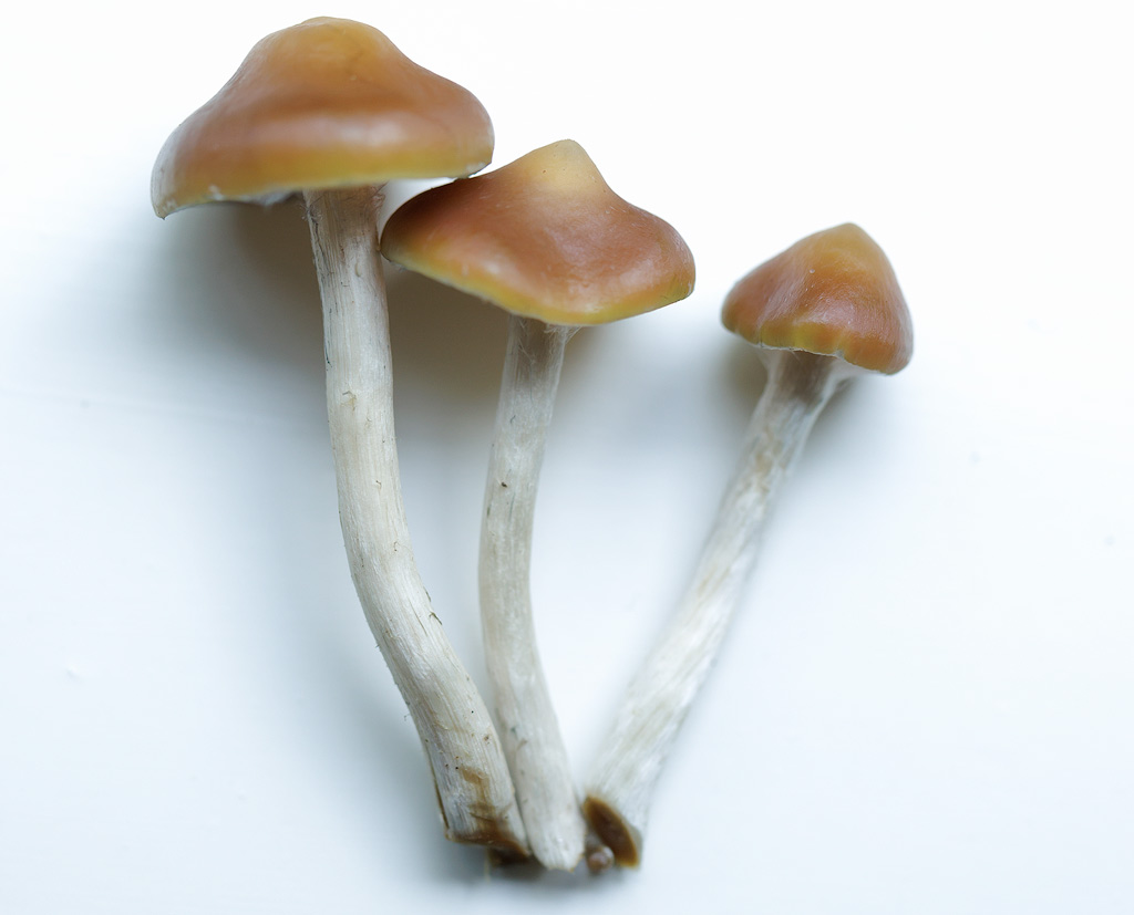 Drei frisch geerntete Psilocybe azurescens Pilze.