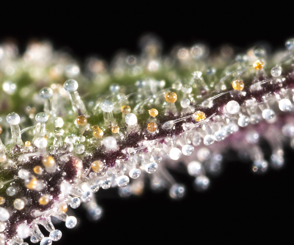 Cannabis-Trichome bei normalem Sehen.