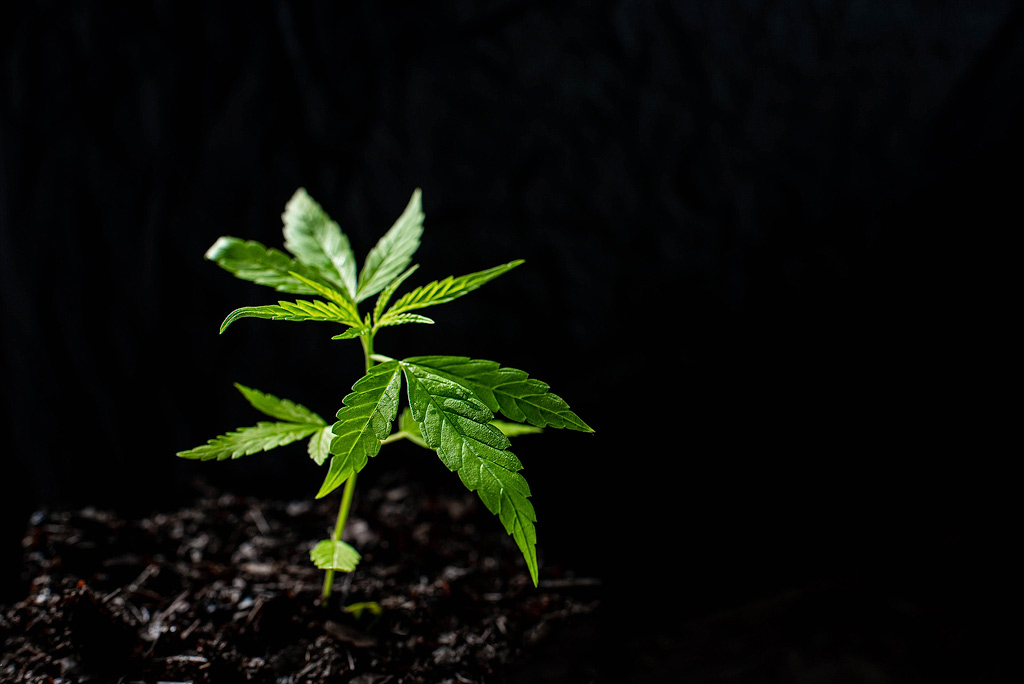 Junge Cannabispflanze vor einem dunklen Hintergrund.