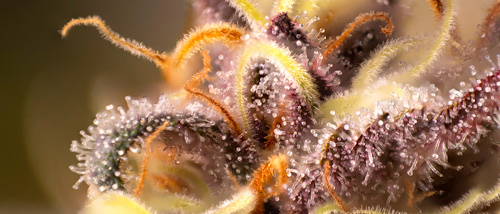 22 Terpene Erklärt | Die Geheimen Stoffe in Cannabis