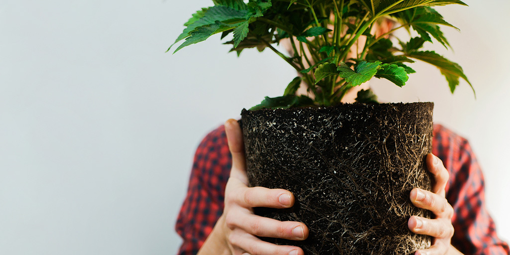 Jemand hält eine Cannabispflanze vor das Gesicht ohne Topf.